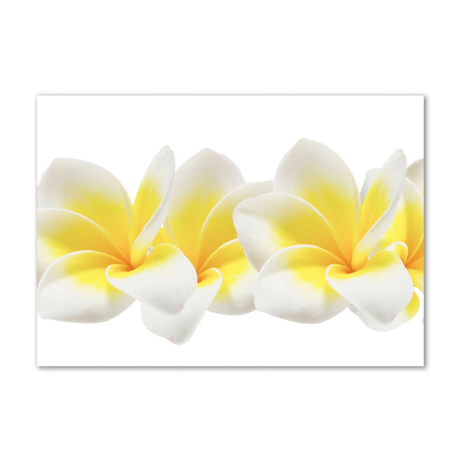 

Obraz zdjęcie na ścianę akryl Plumeria 100x70 cm
