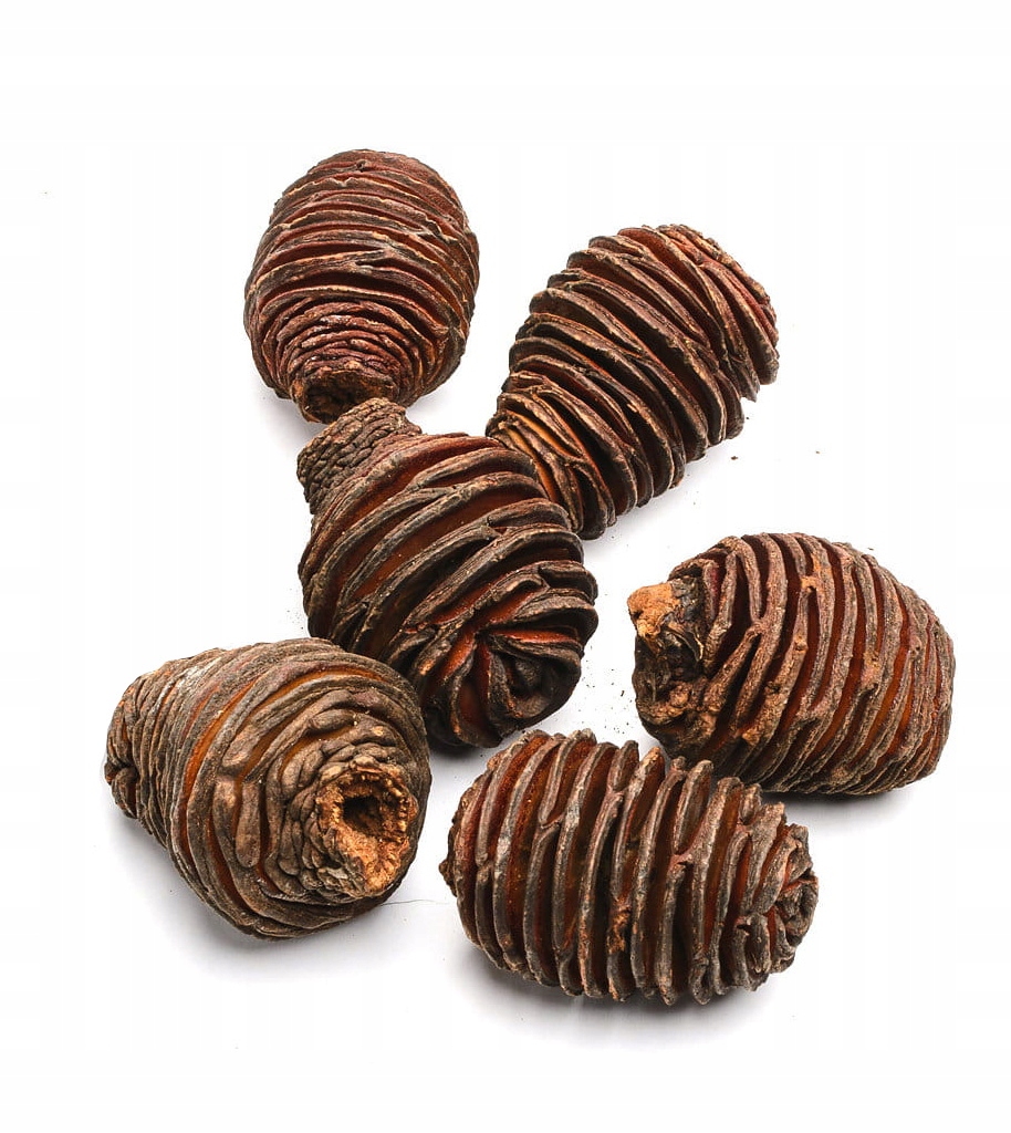 

Szyszka Platyspernum 6 sztuk dekoracja