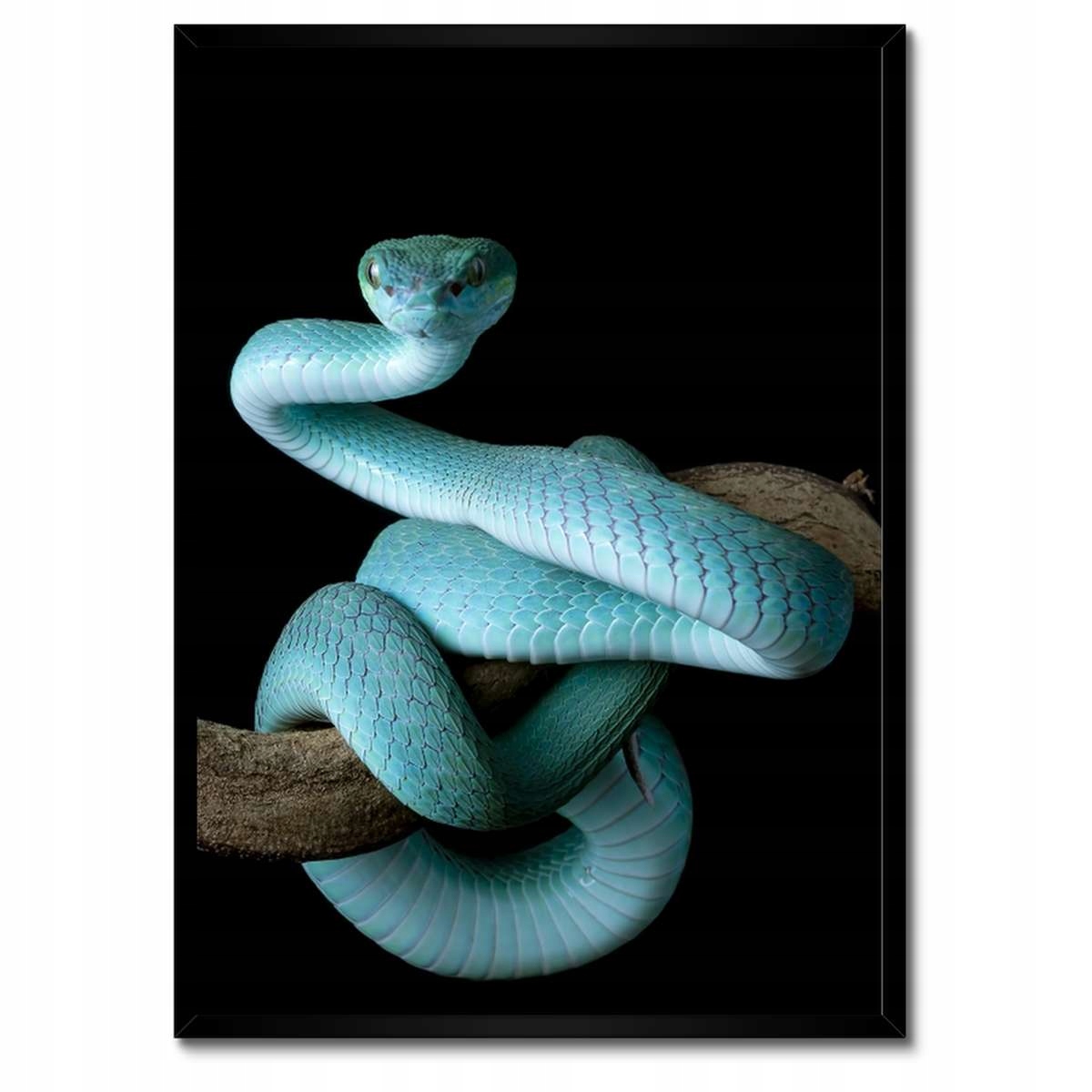 Plakáty v rámu 50x70 Modrý viper snake