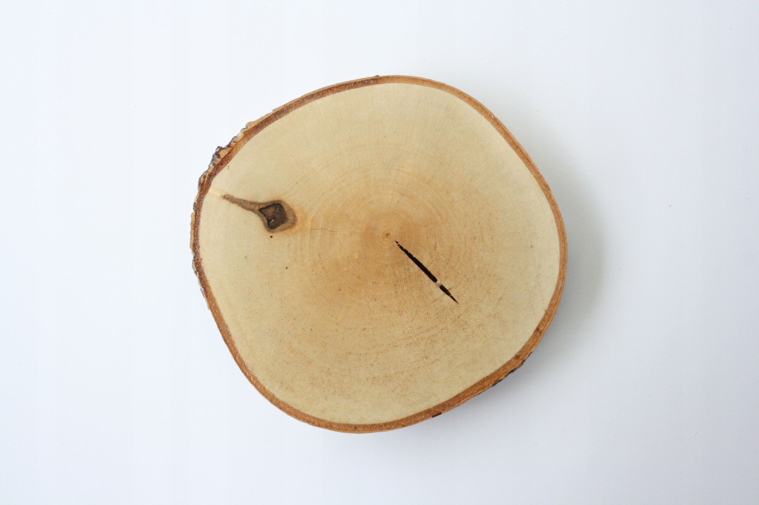 

Szlifowany plaster drewna Brzoza 10-12 cm