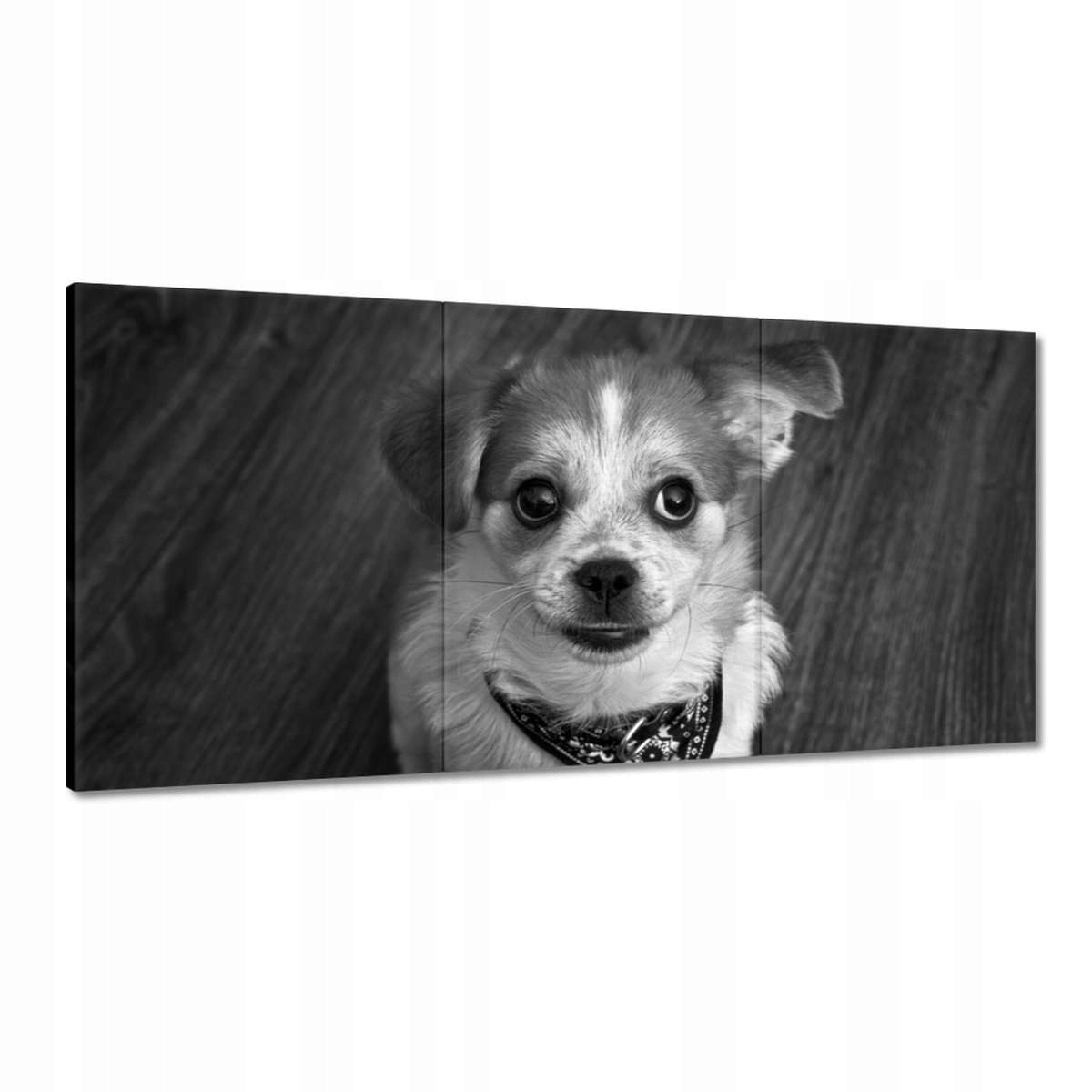 Obrazy 180x90 Psík v páse