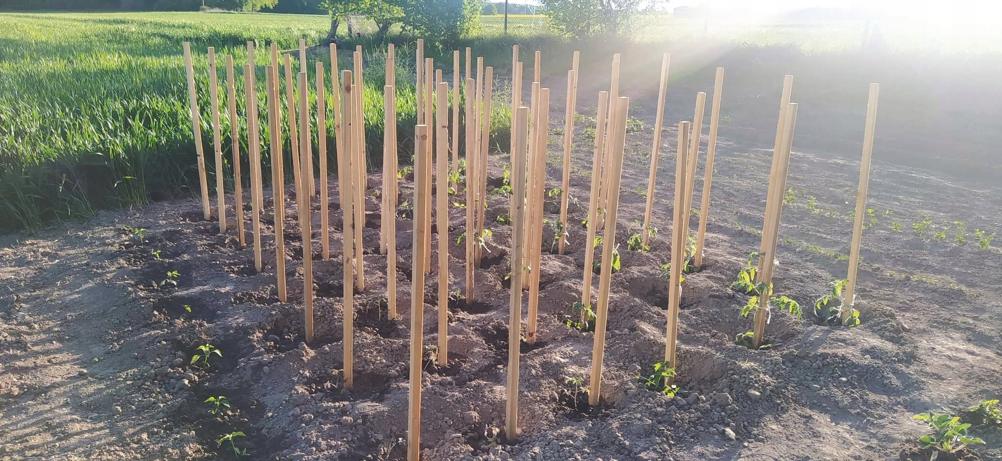 Paliki, tyczki kije podpory pomidory mocne 150cm EAN (GTIN) 5905351345907