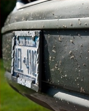 Koncentrat do usuwania owadów z szyb karoserii 5L EAN (GTIN) 5907543324318