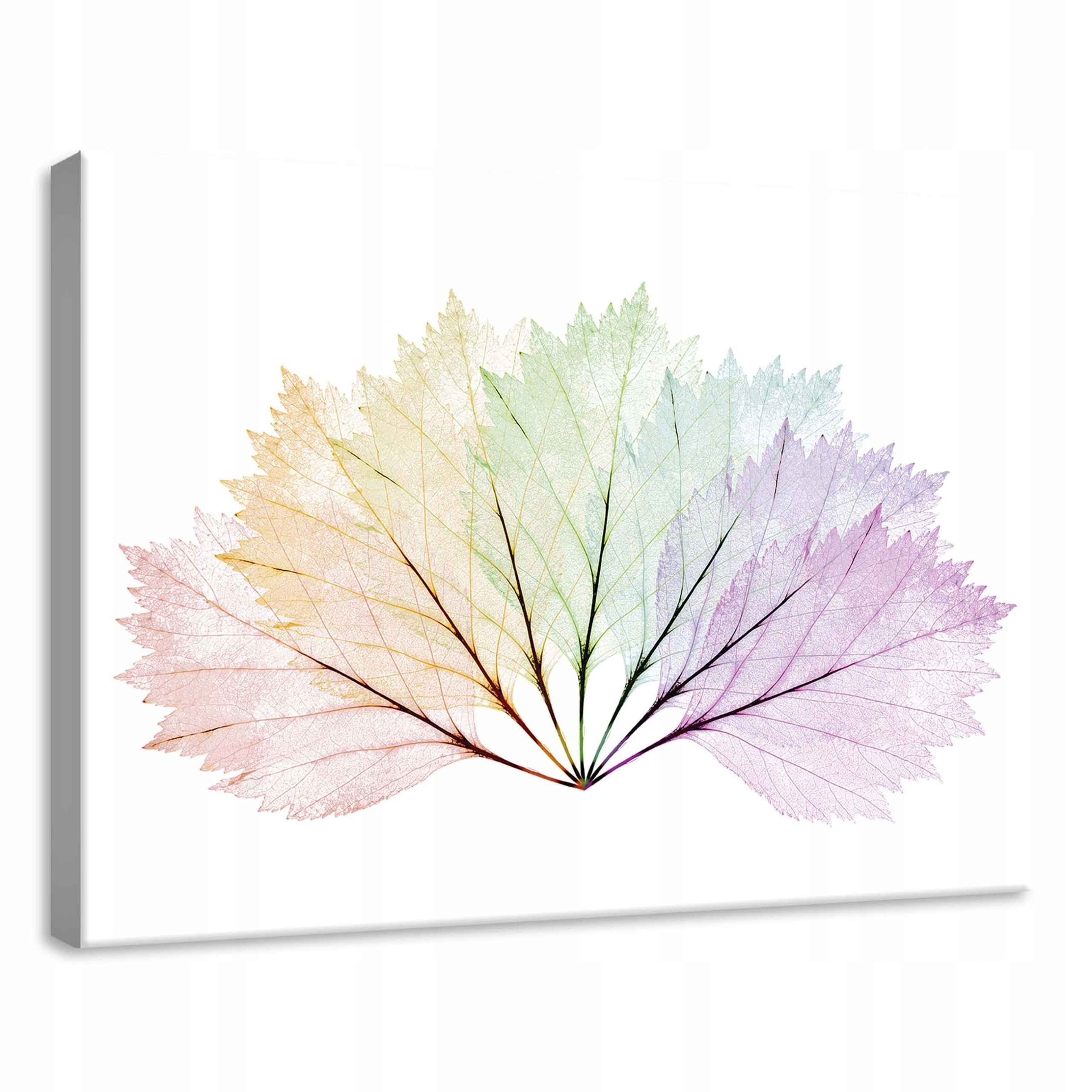 Obraz 70x50 Průhledné listy pastelový gradient jemné žilky klid