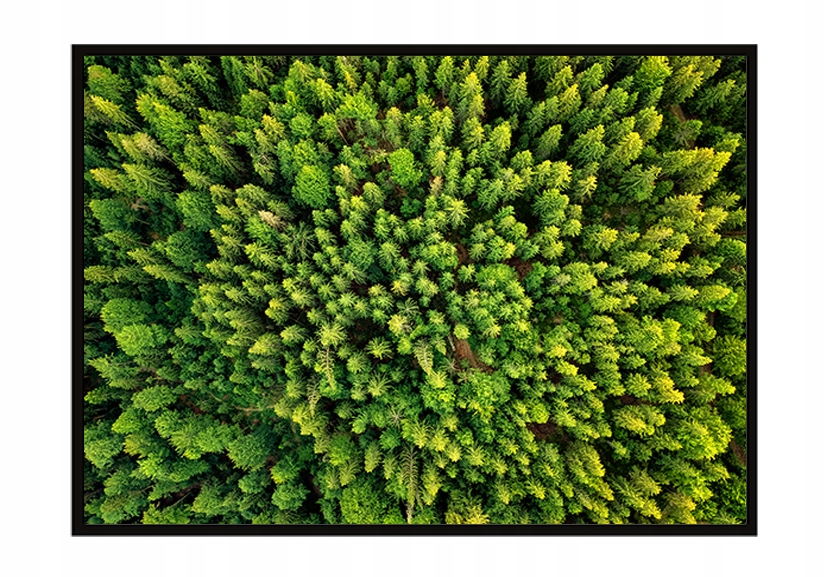 

Obraz Plakat W Ramie 53x73 cm Las P1208