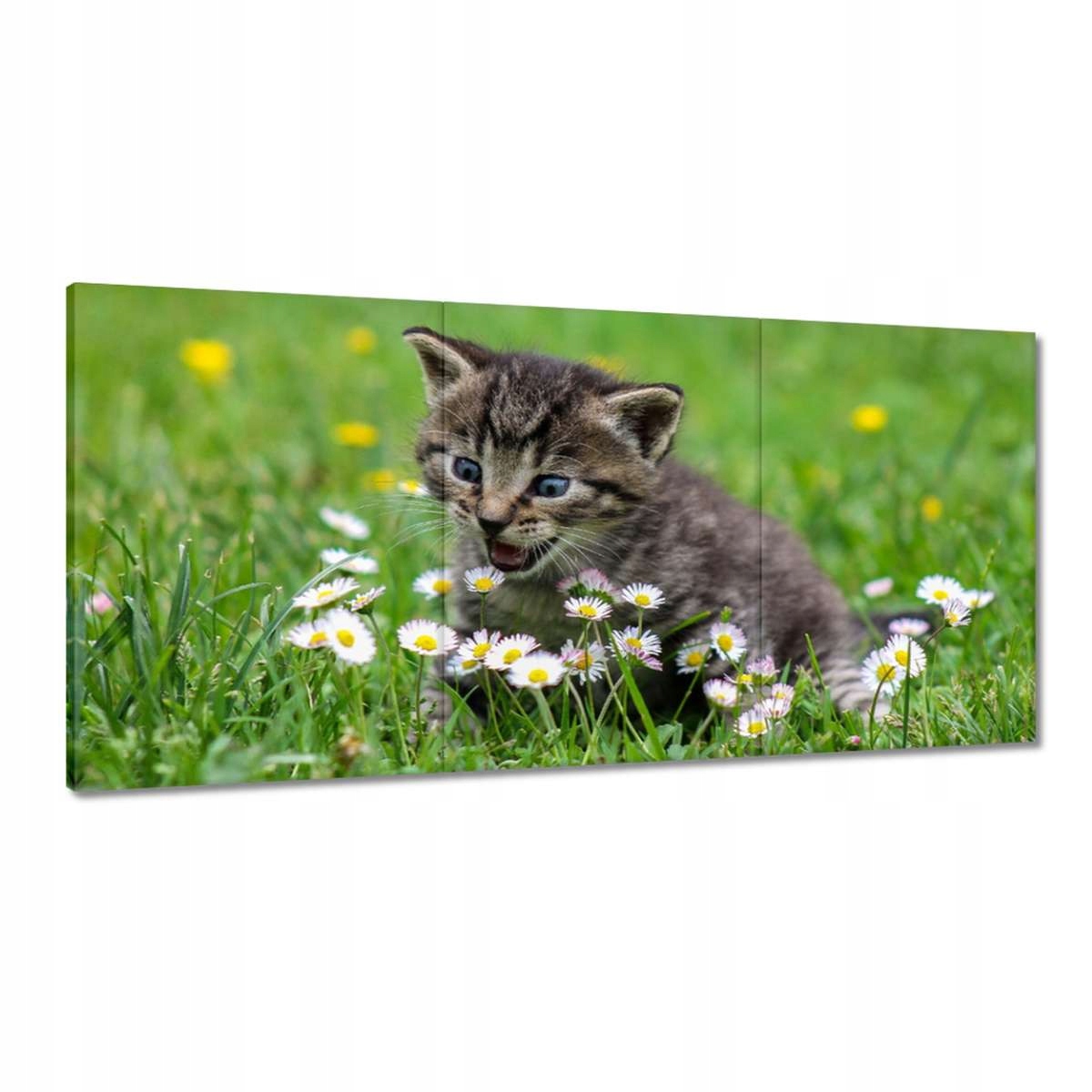 Obrazy 180x90 Mačiatko Kicia Mačka