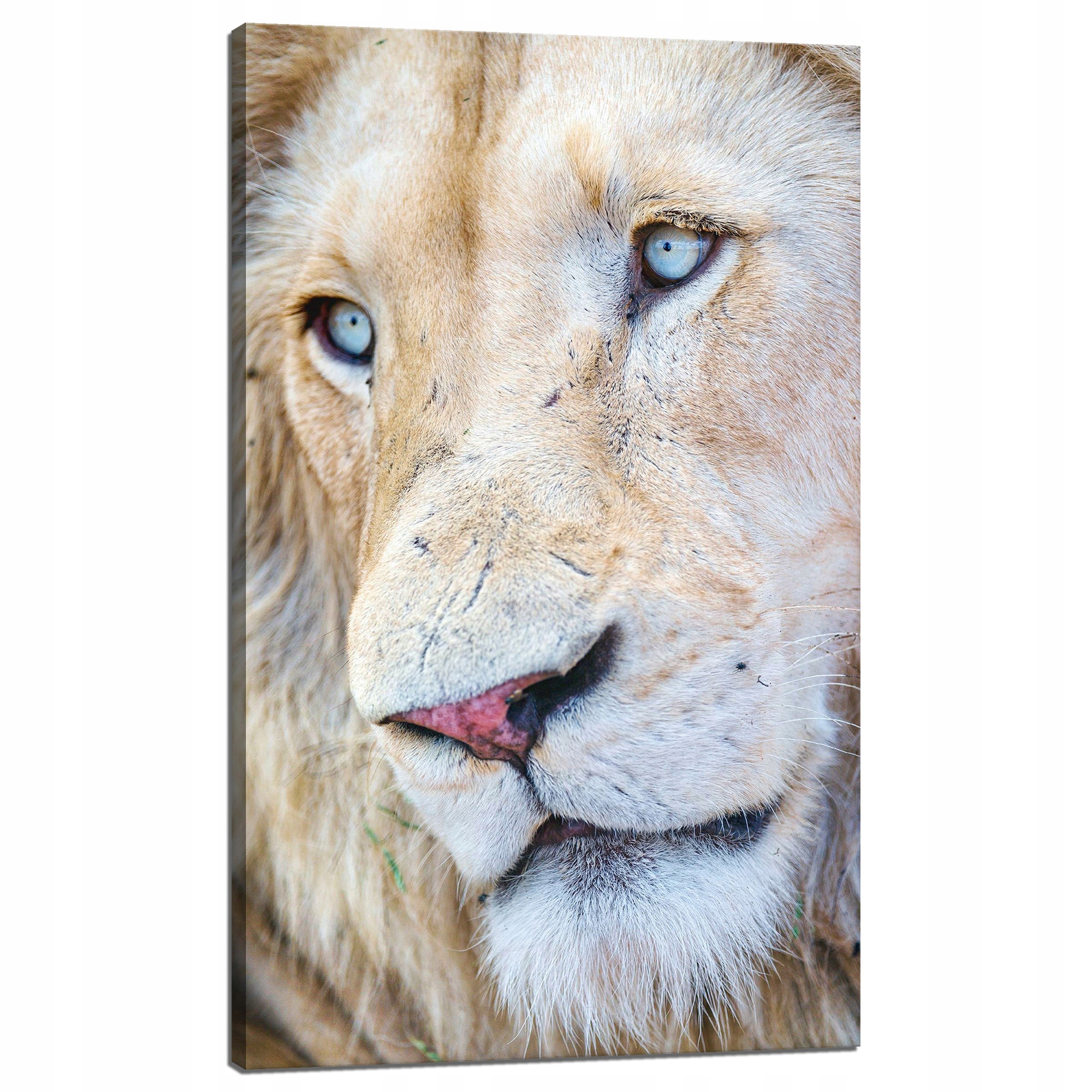 Obraz na plátně Jasná tvář lva Modré oči 60x100 cm
