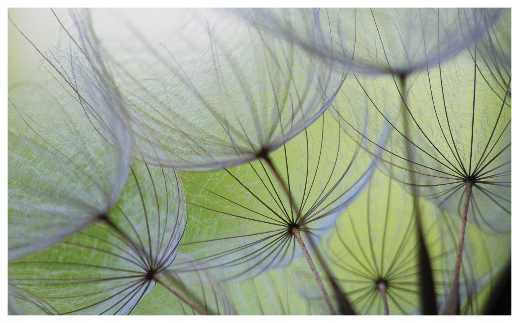 Fototapeta Dmychadla Jemnost a klid na stěnách 368x254 lepidlo