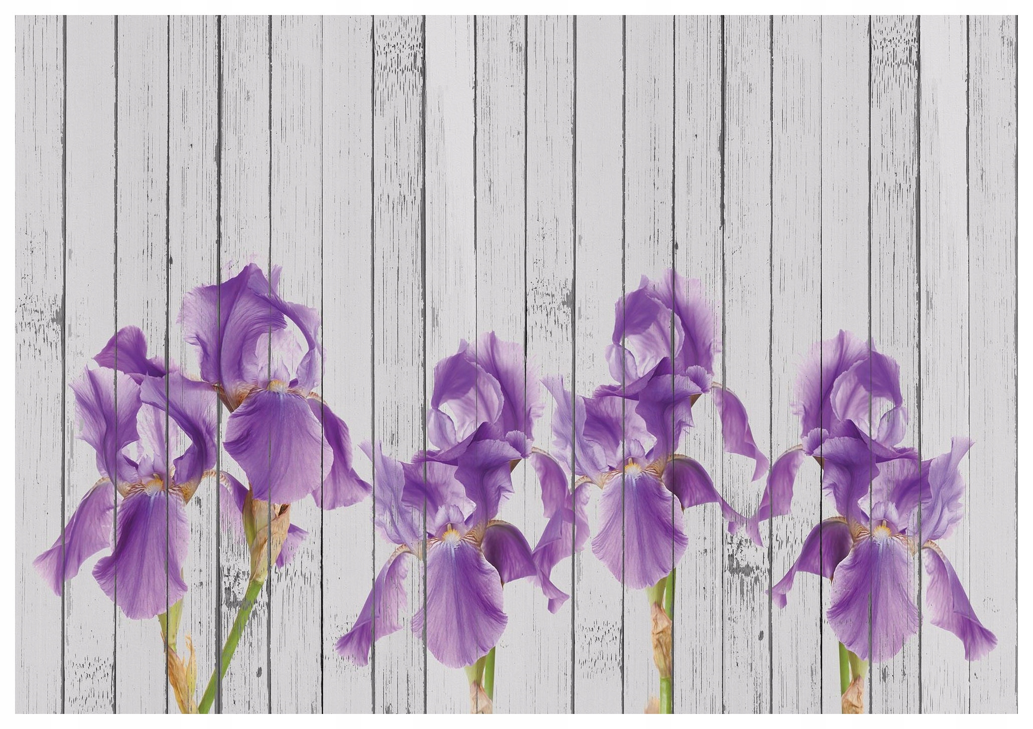 Fototapeta flizelina Irisy Provence elegance fialová a bílá 416x254 lepidlo