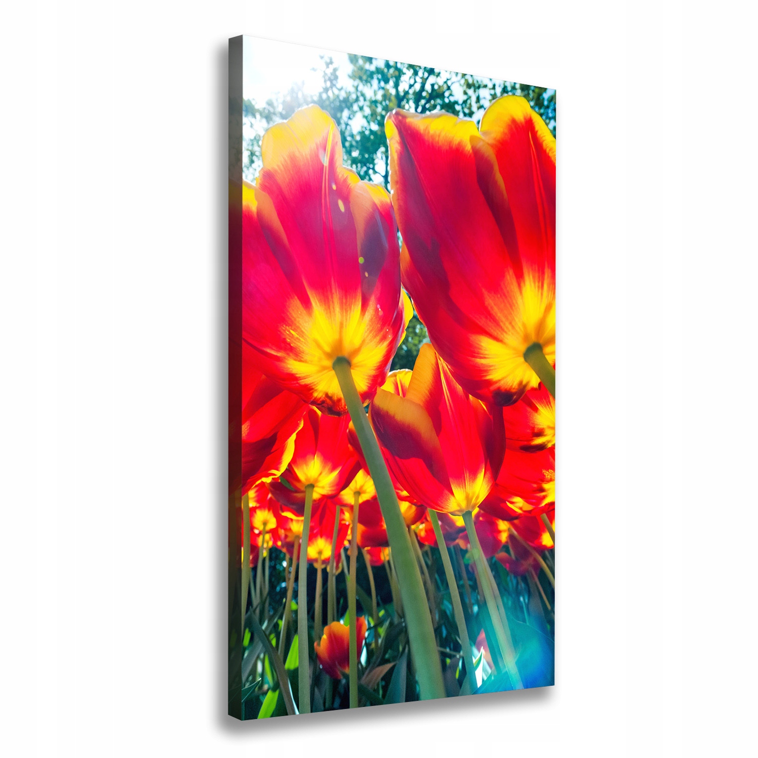 Fotoobraz obraz na plátně Červené tulipány 60x120 cm