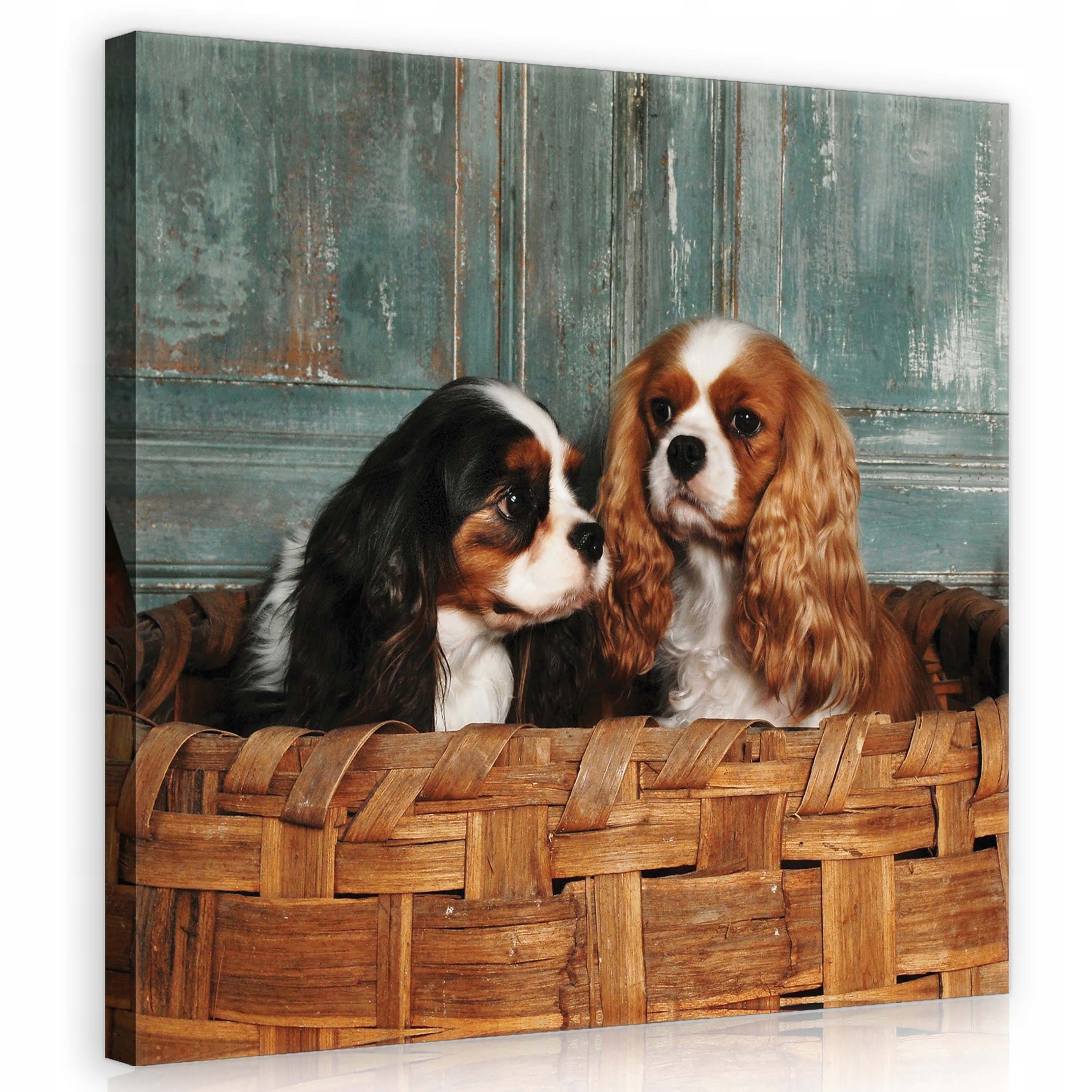 Obraz 80x80 Štěňata Cavalier King Charles Spaniel košík sladký