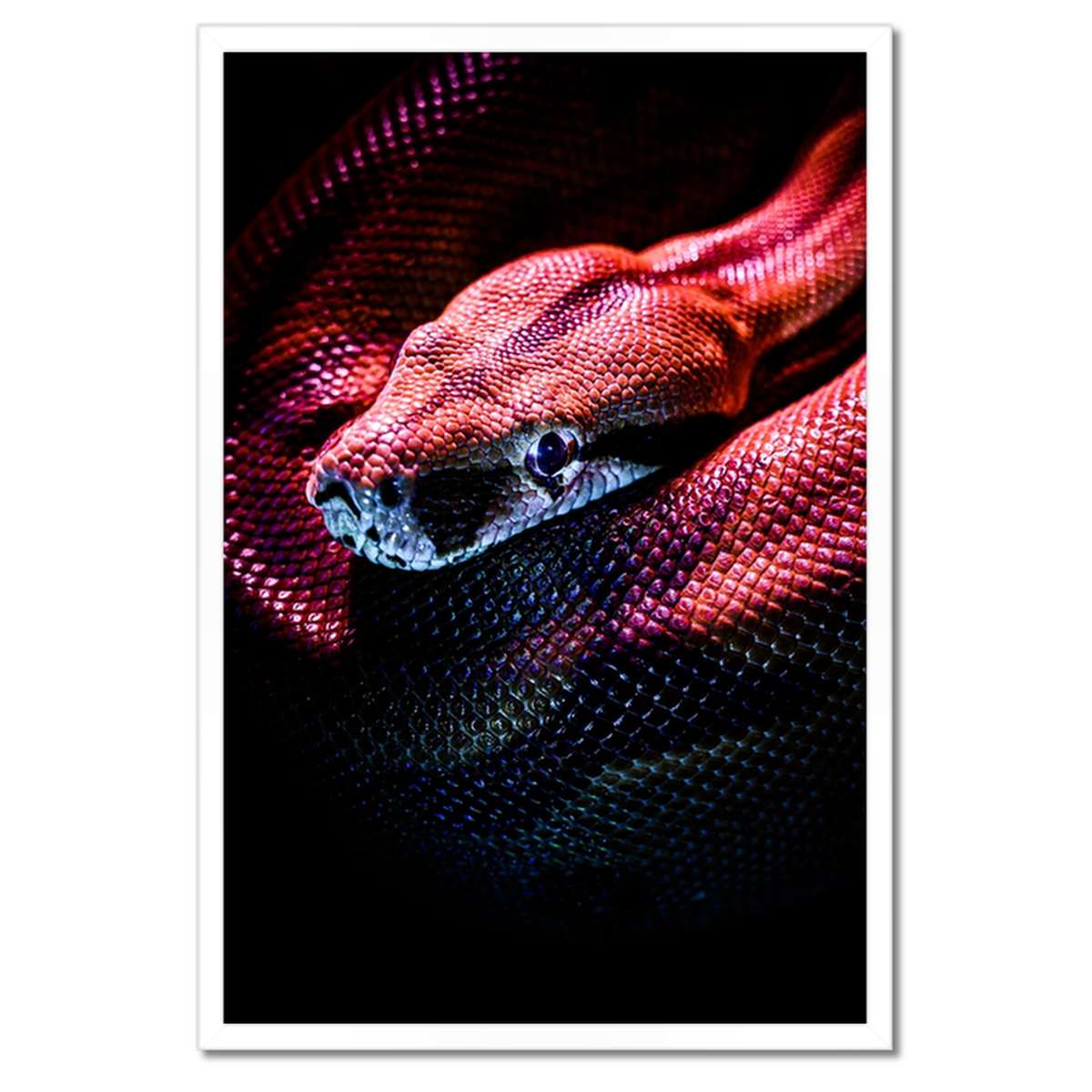 Plakáty v rámu 40x60 Zvířata Zvířátka