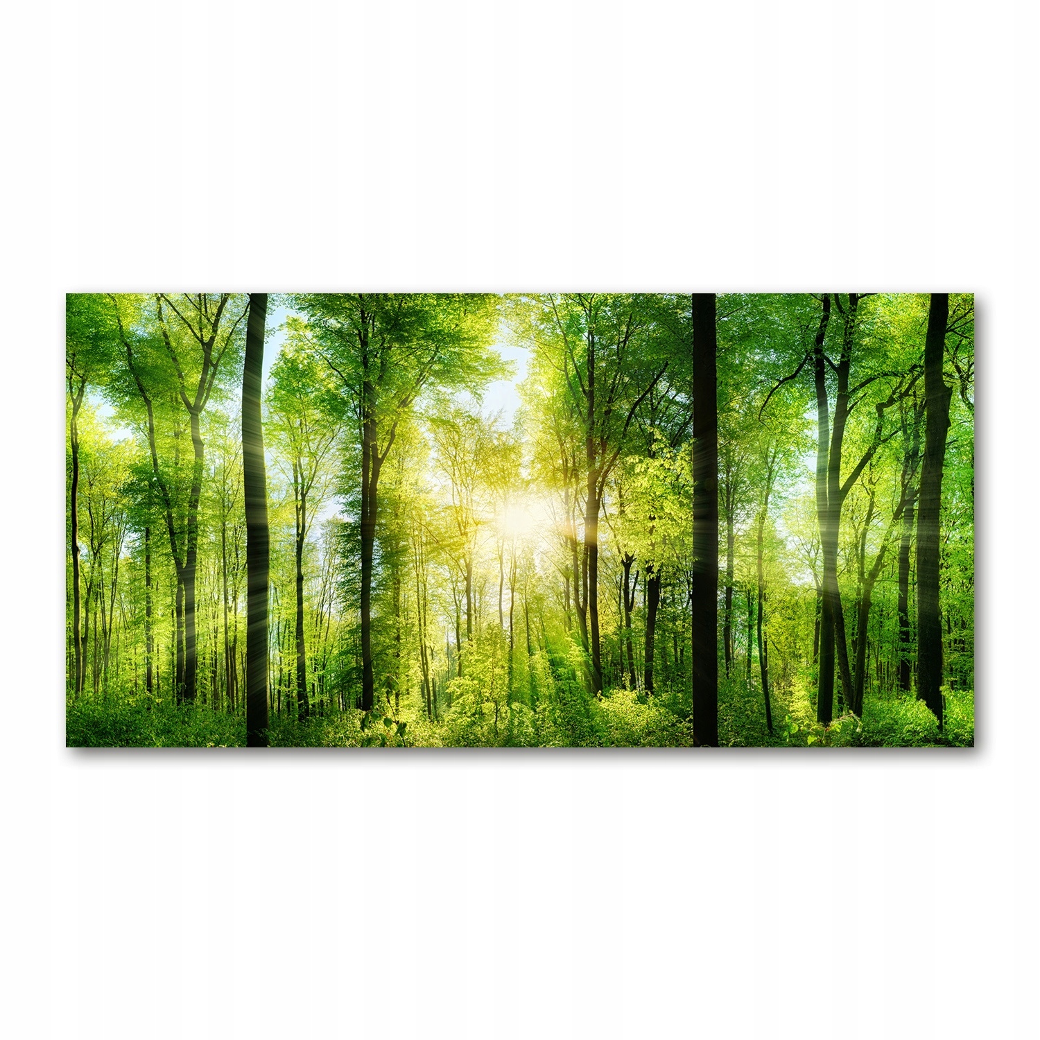 Foto obraz akryl foto Les na slunci 120x60 cm