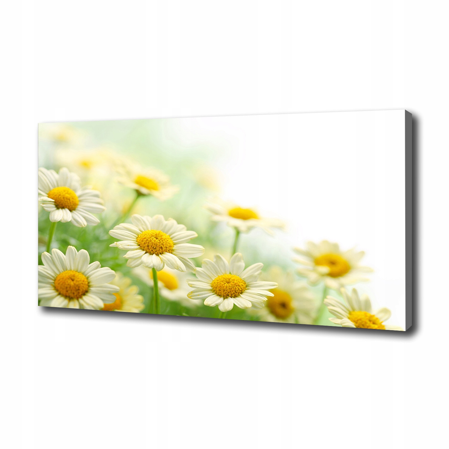 

Foto obraz canvas na ścianę Stokrotki 100x50 cm