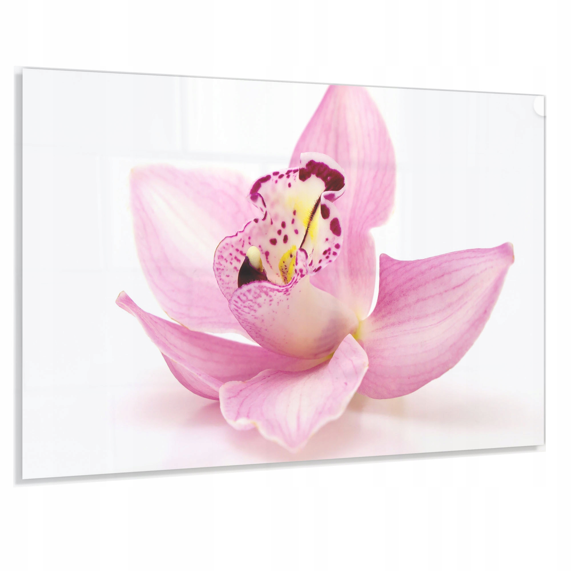 Panel do Kuchni Szkło 80x60 Gratis