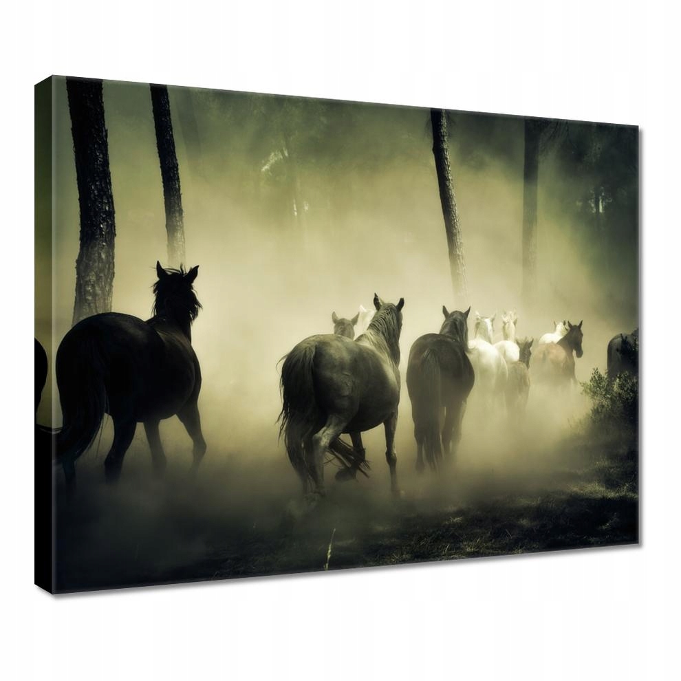 

Obrazy 50x40 Koń Konie Jeździectwo