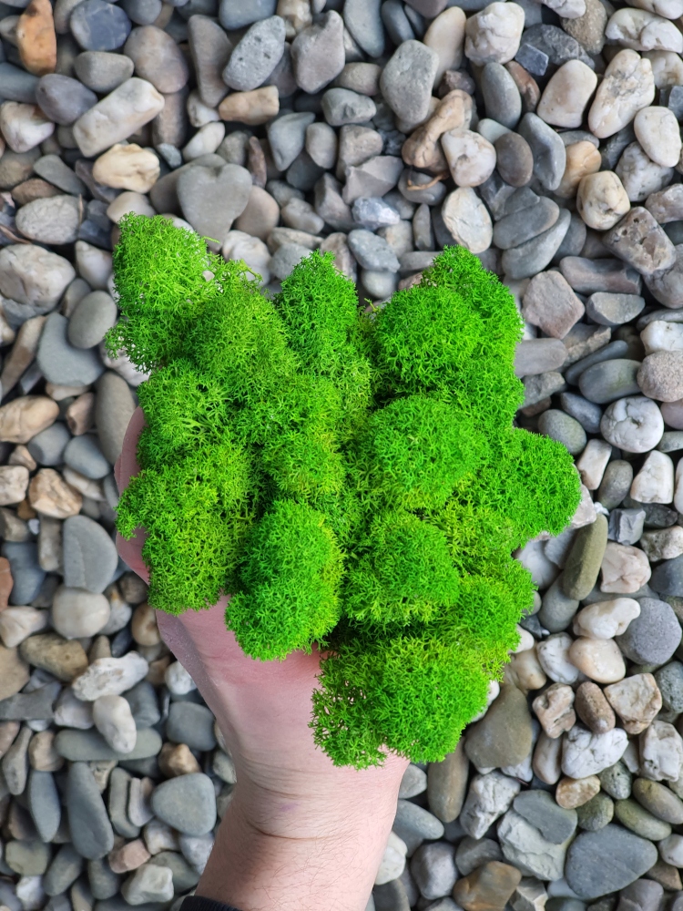 Mech Chrobotek Jasna Zieleń PREMIUM Karton 1000g Forma w kartonie