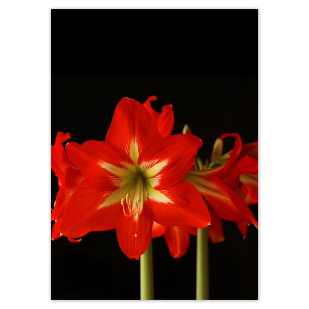 

Naklejki 50x70 Amarylis