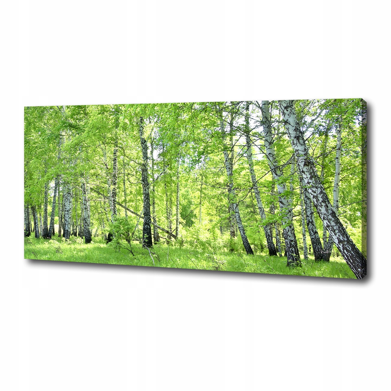 

Foto obraz duży na płótnie Las brzozowy 125x50 cm