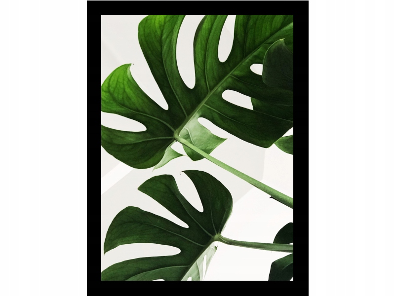 

Plakat W Ramie Obraz A3 Monster Liście 33x45