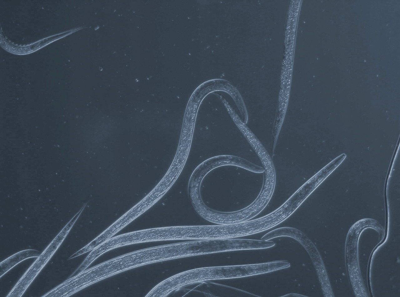 Nemycel nicienie na ziemiórki 50 mln nicieni 50m2 Kod producenta 8596258586950