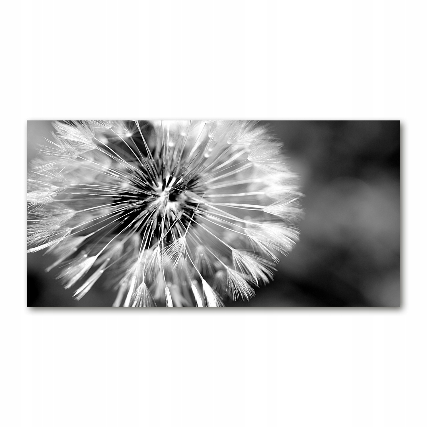

Foto obraz akryl nowoczesny Dmuchawce 120X60 cm
