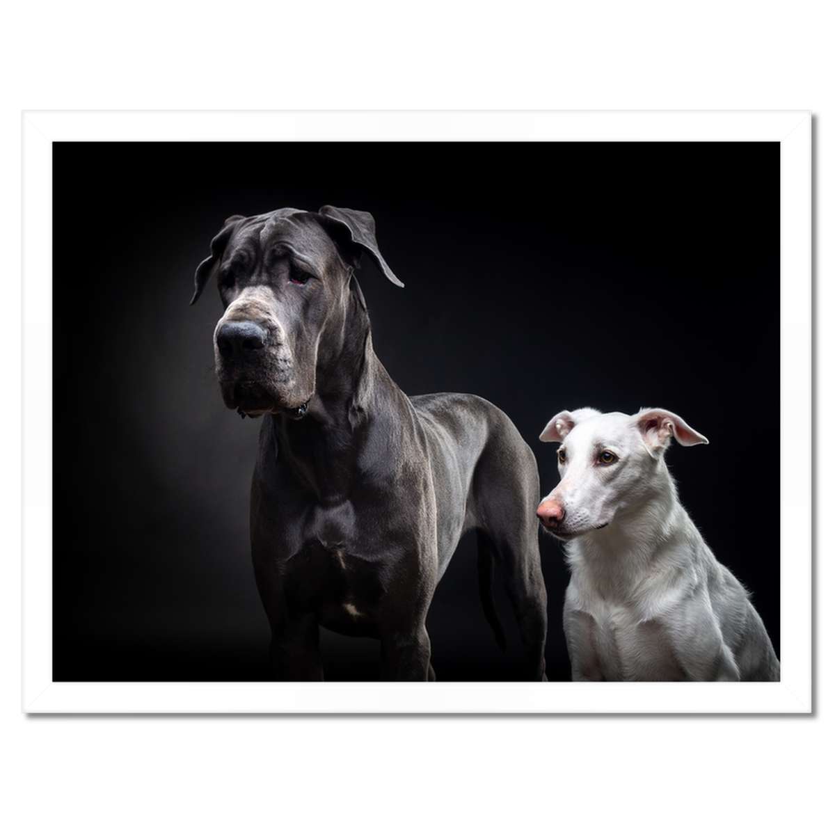 Plakáty v rámu 40x30 Dog Německý pejsek