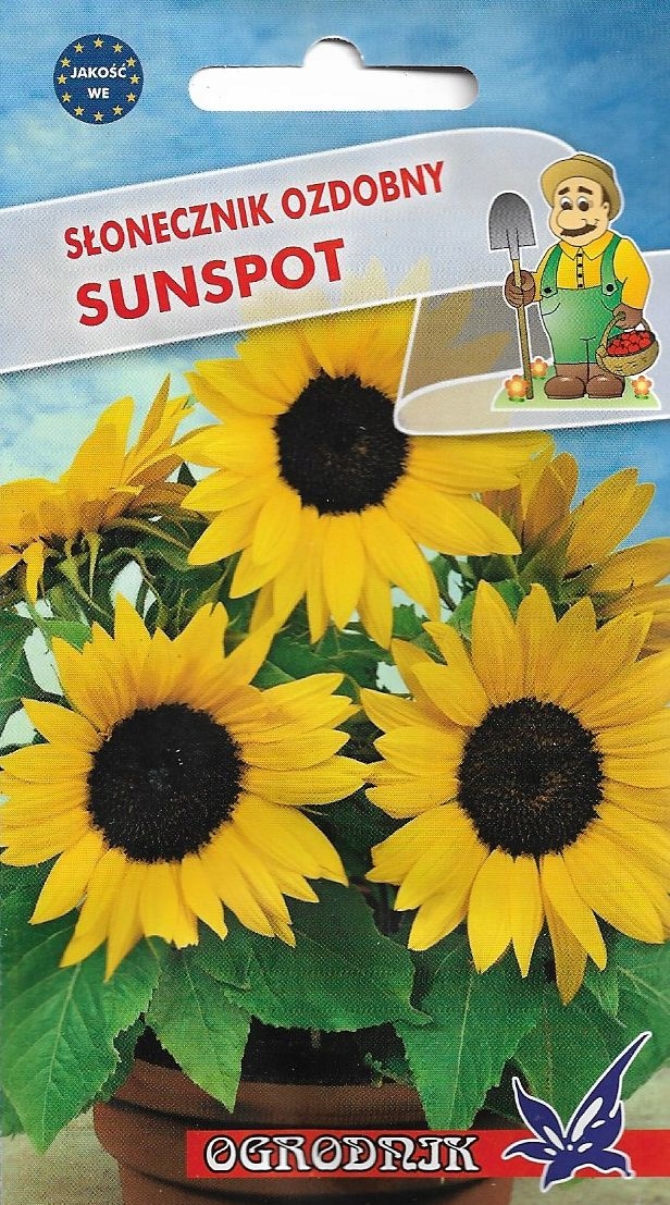 SŁONECZNIK OZDOBNY SUNSPOT 2G