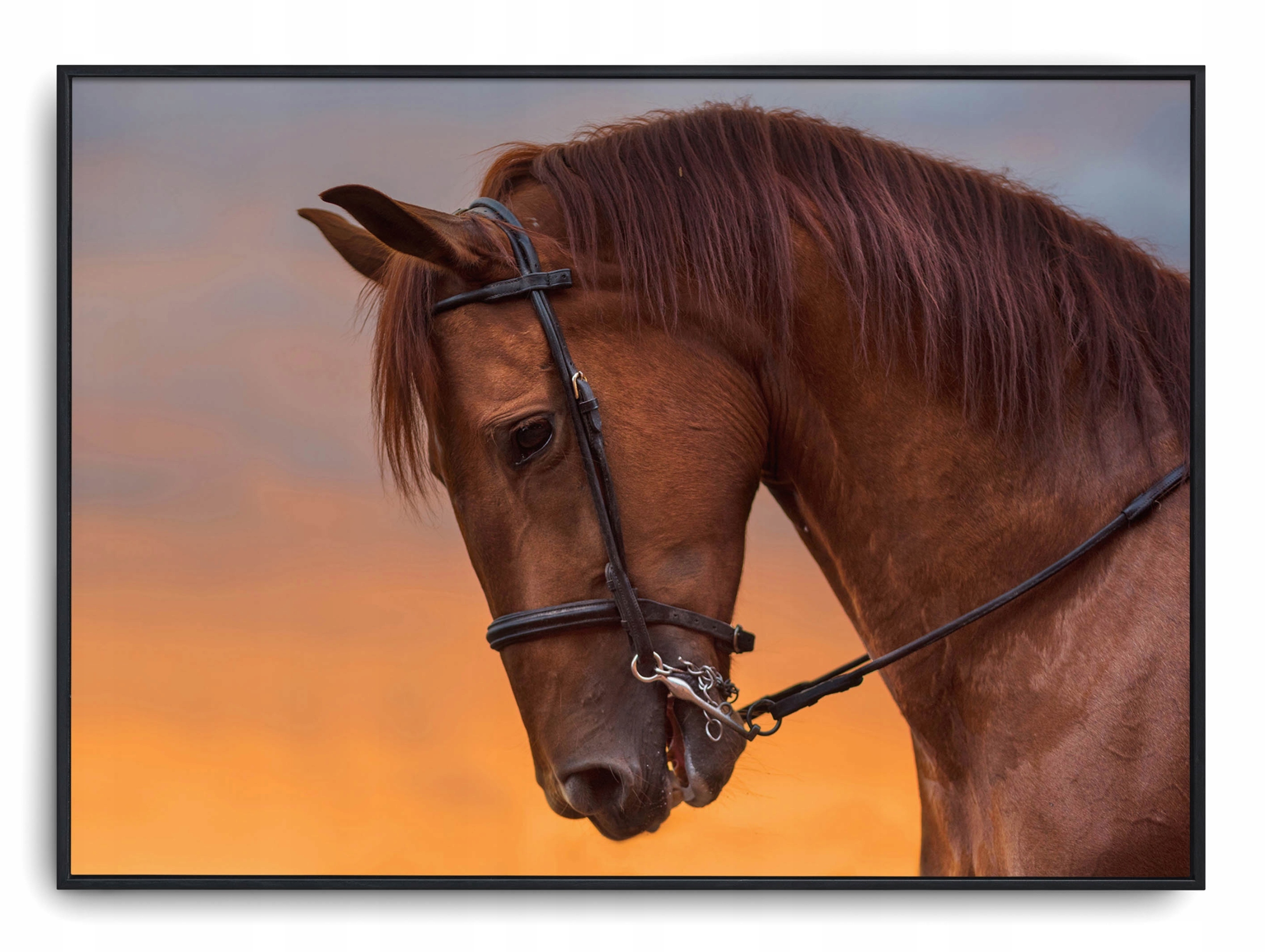 

Plakat r B2 70x50 cm Konie Zwierzęta Natura