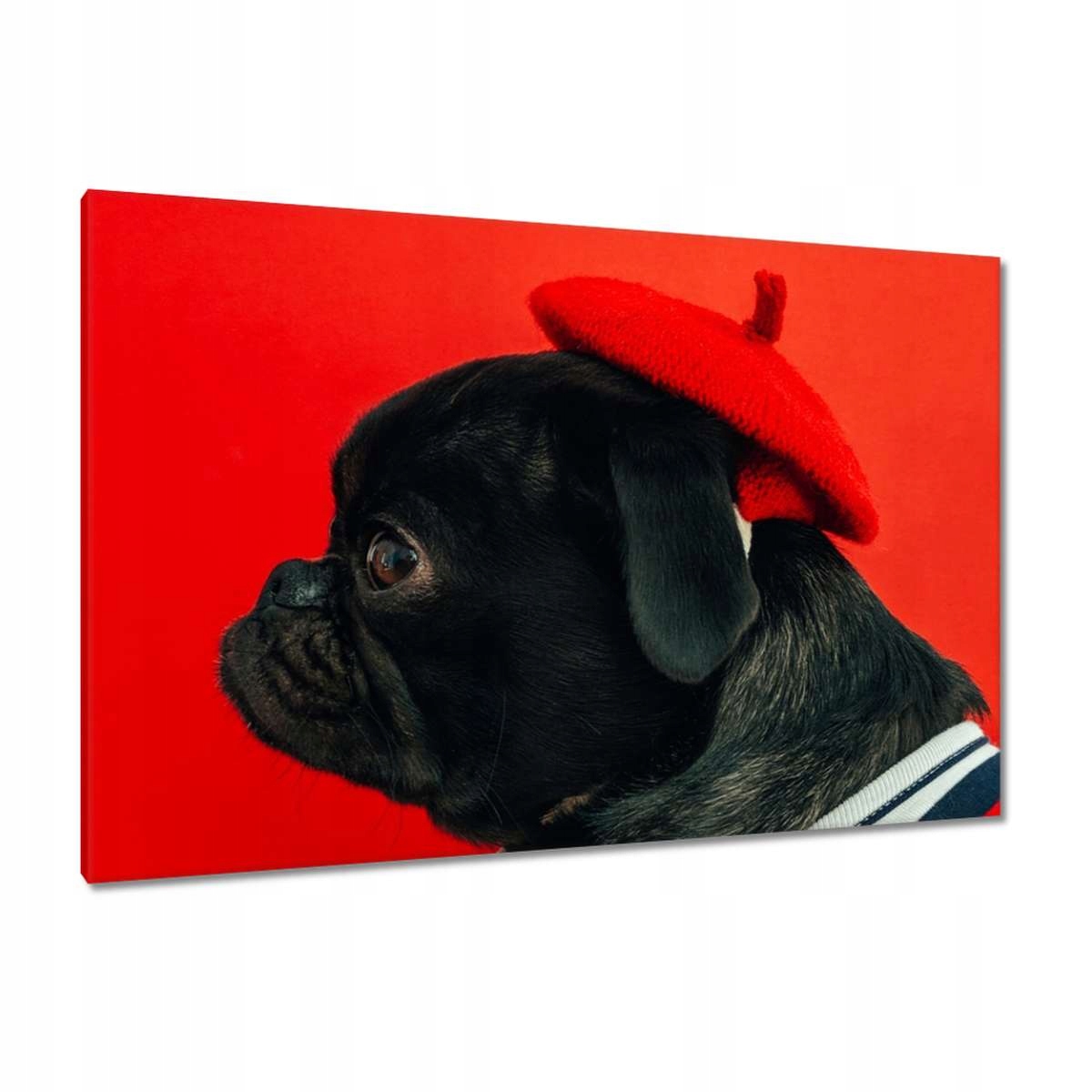 Obrazy 120x80 Pes Pejsek Psi