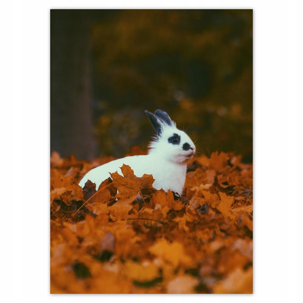 

Naklejki 50x70 Zwierzęta Zwierzątka