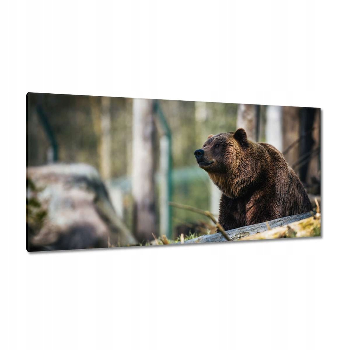 Obrazy 115x55 Zvířata Zvířátka