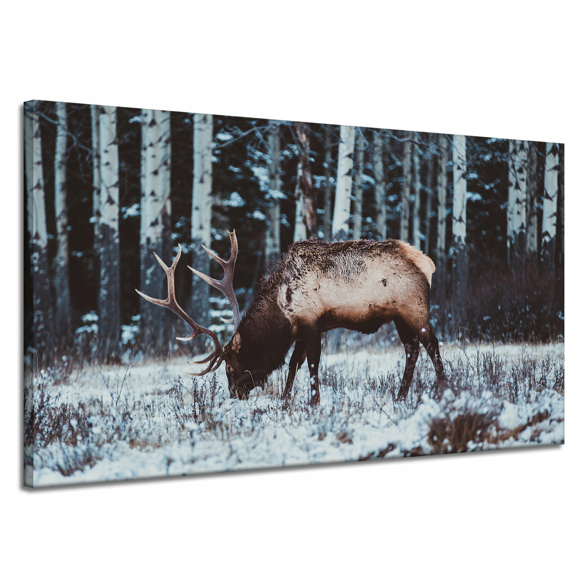 Obraz na plátně Zvířata Jelen kanadský 120x70