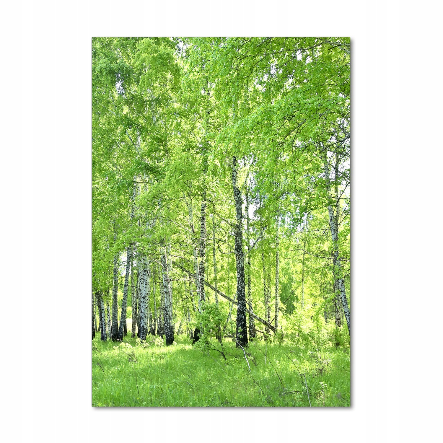 

Nowoczesny fotoobraz akrylowy Las brzozowy 70x100