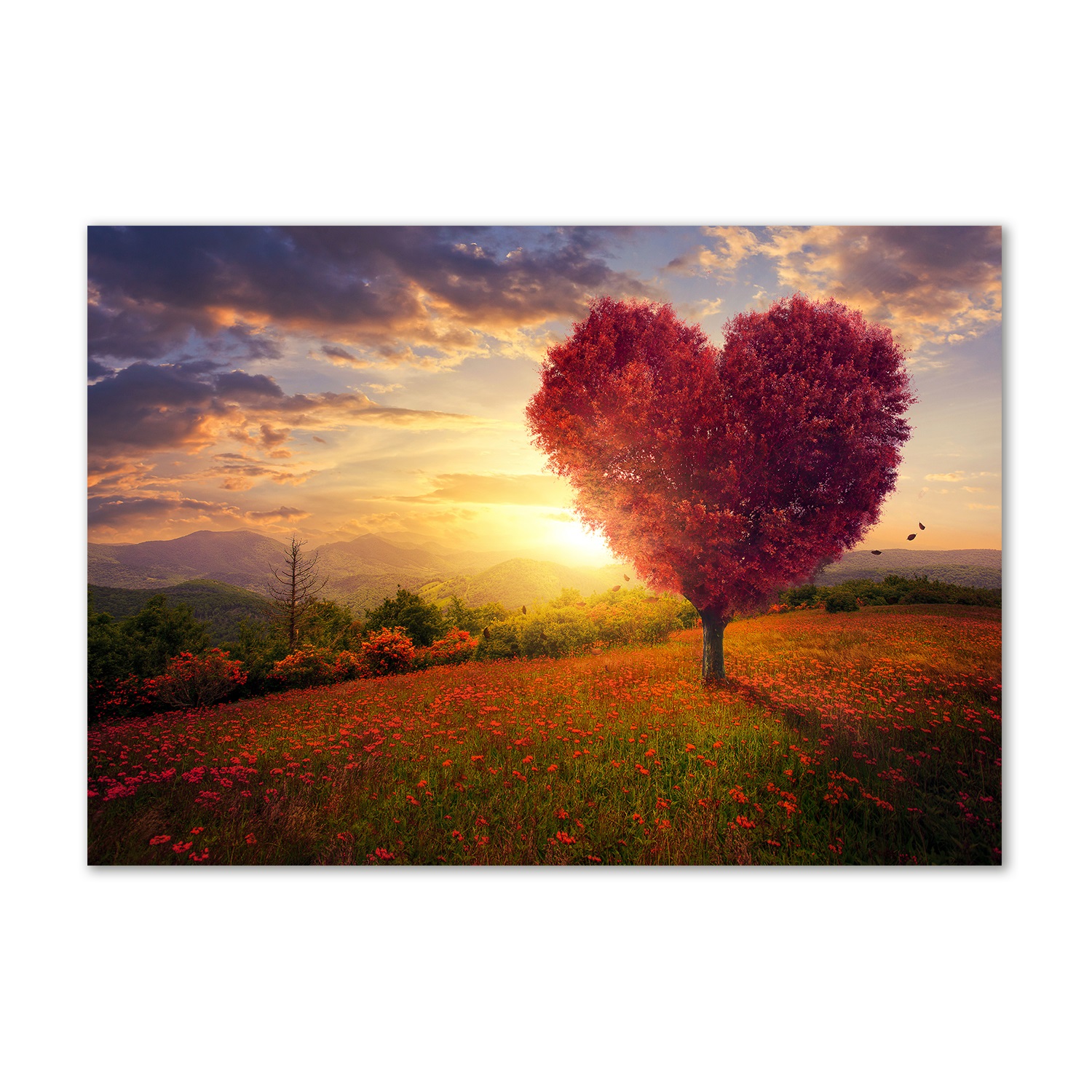 Fotoobraz sklo akryl Strom pole srdce 100x70 cm