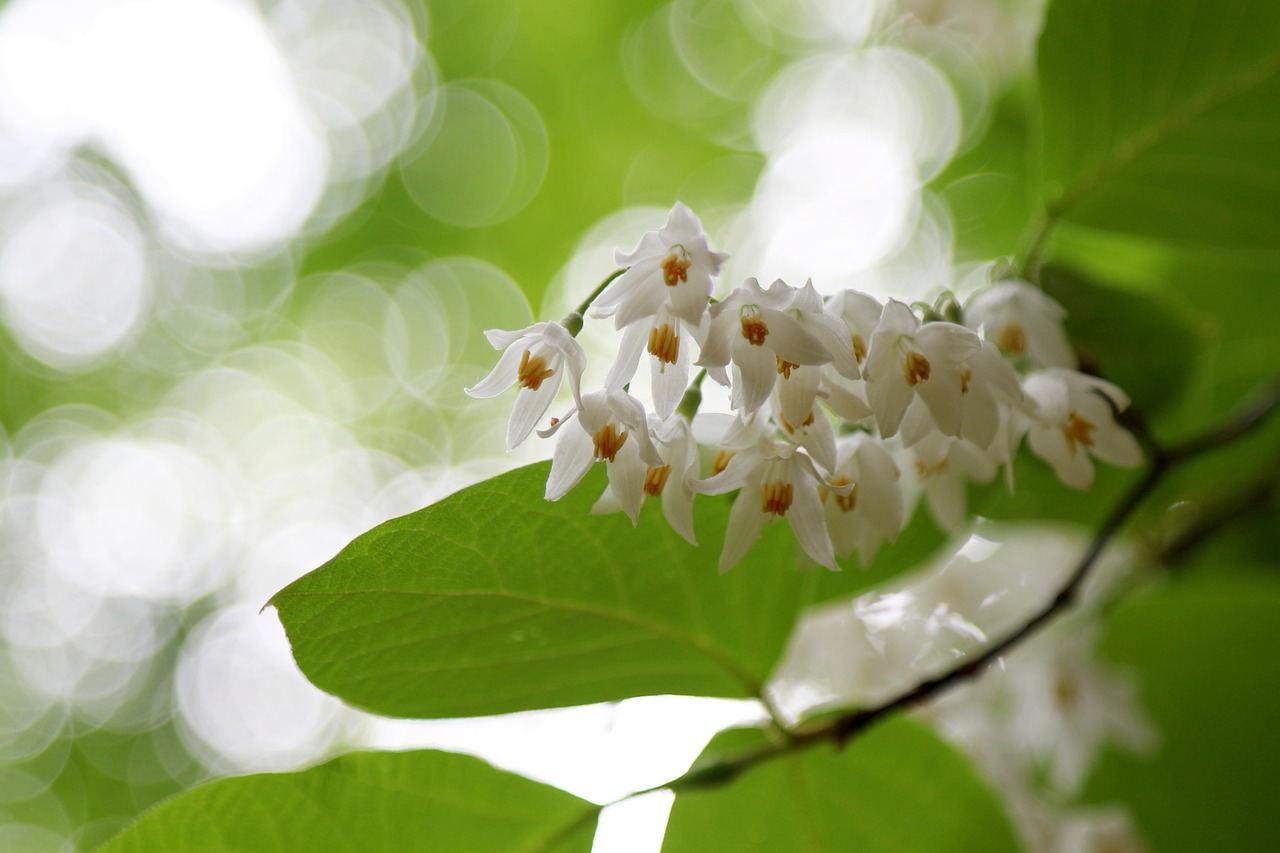 Styrak Japoński -Styrax japonicus Sadzonka OK.20-40 CM Rodzaj rośliny Inny