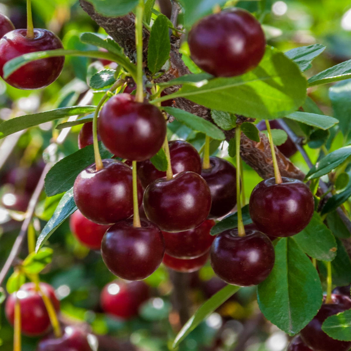 Сладкие сорта вишни для средней полосы. Вишня кармин Джуэл. Prunus 'Carmine Jewel'. Черешня Тютчевка. Вишня низкорослая сорта.