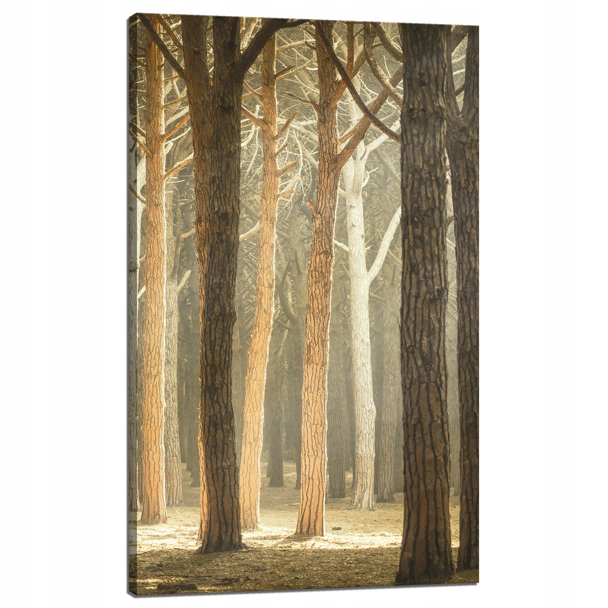 Obraz na plátně Stromy Světlo Příroda Les 60x100 cm Ideální jako dárek