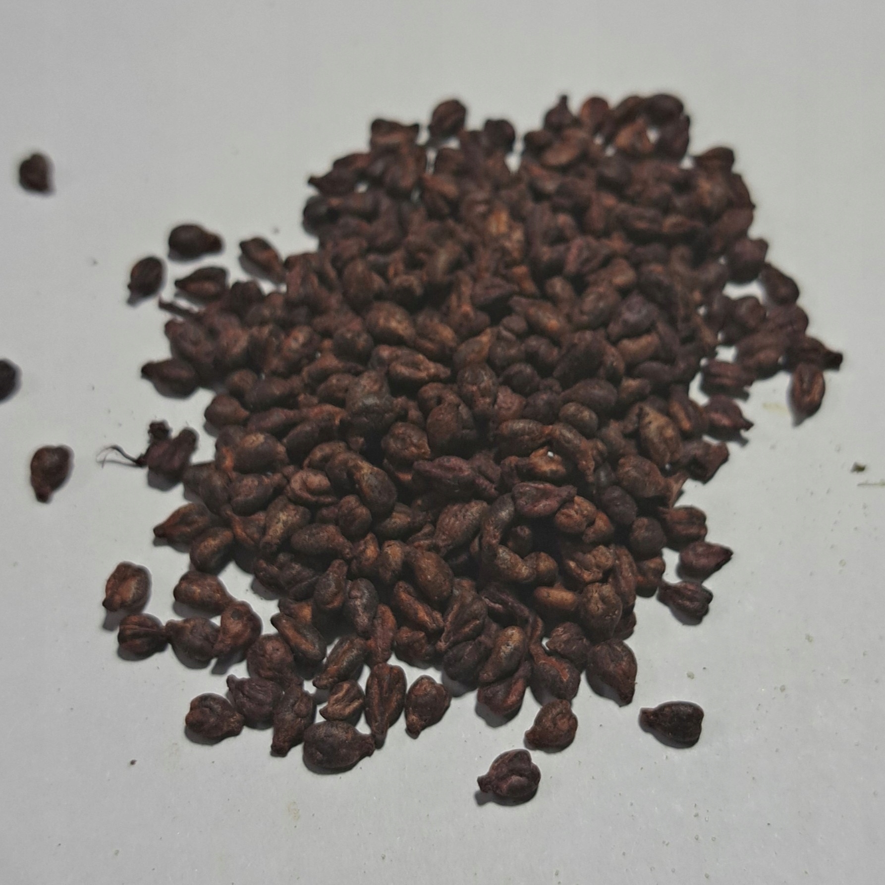 Levně Hroznové Víno Semena 1 kg Rafex