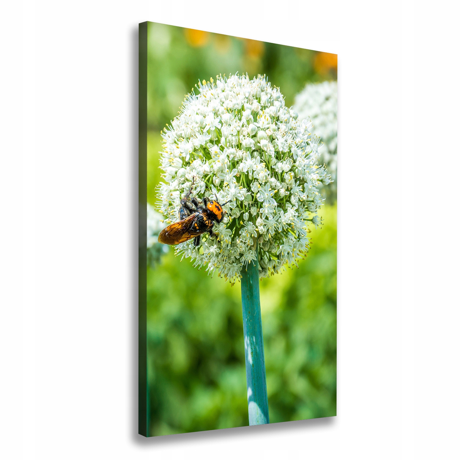 

Foto obraz na płótnie Kwiaty czosnku 50x100 cm