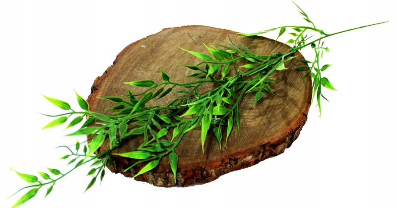 

Ruscus Ruskus Gałązka Zielona 60 cm