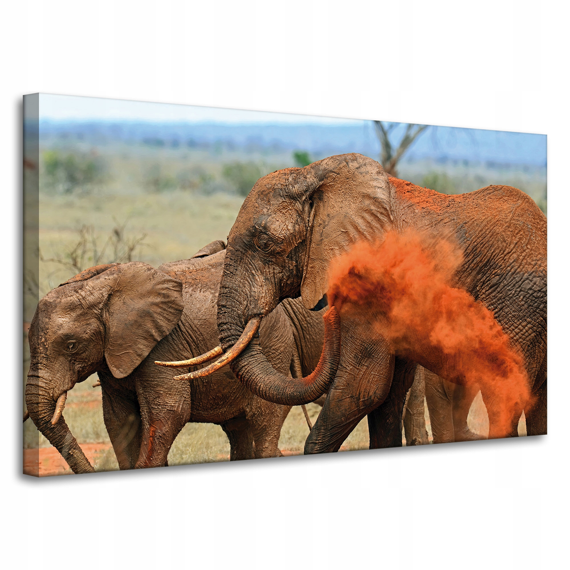 Obraz na plátně Pár slonů Savana Afrika Příroda 100x60 cm