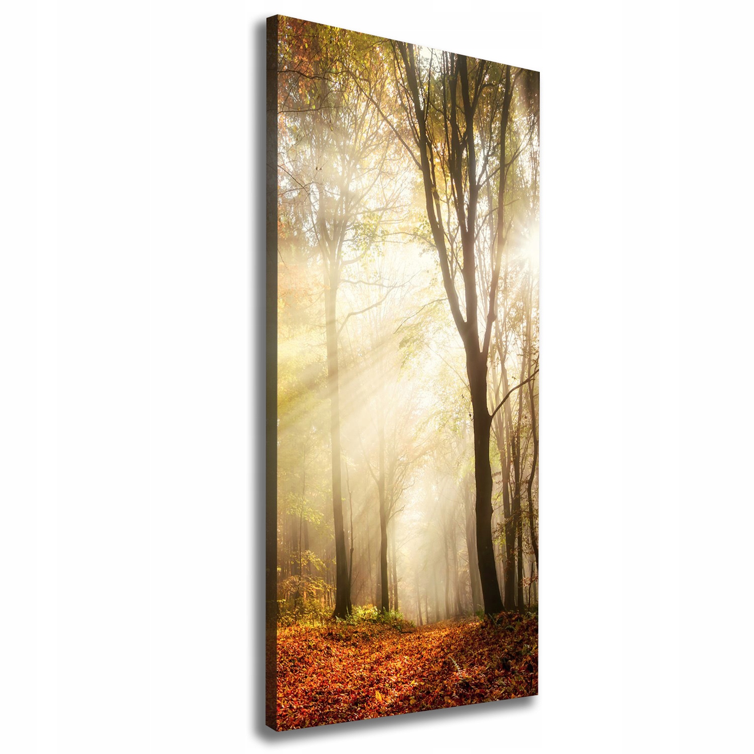 

Foto obraz canvas do salonu Las jesienią 50x125