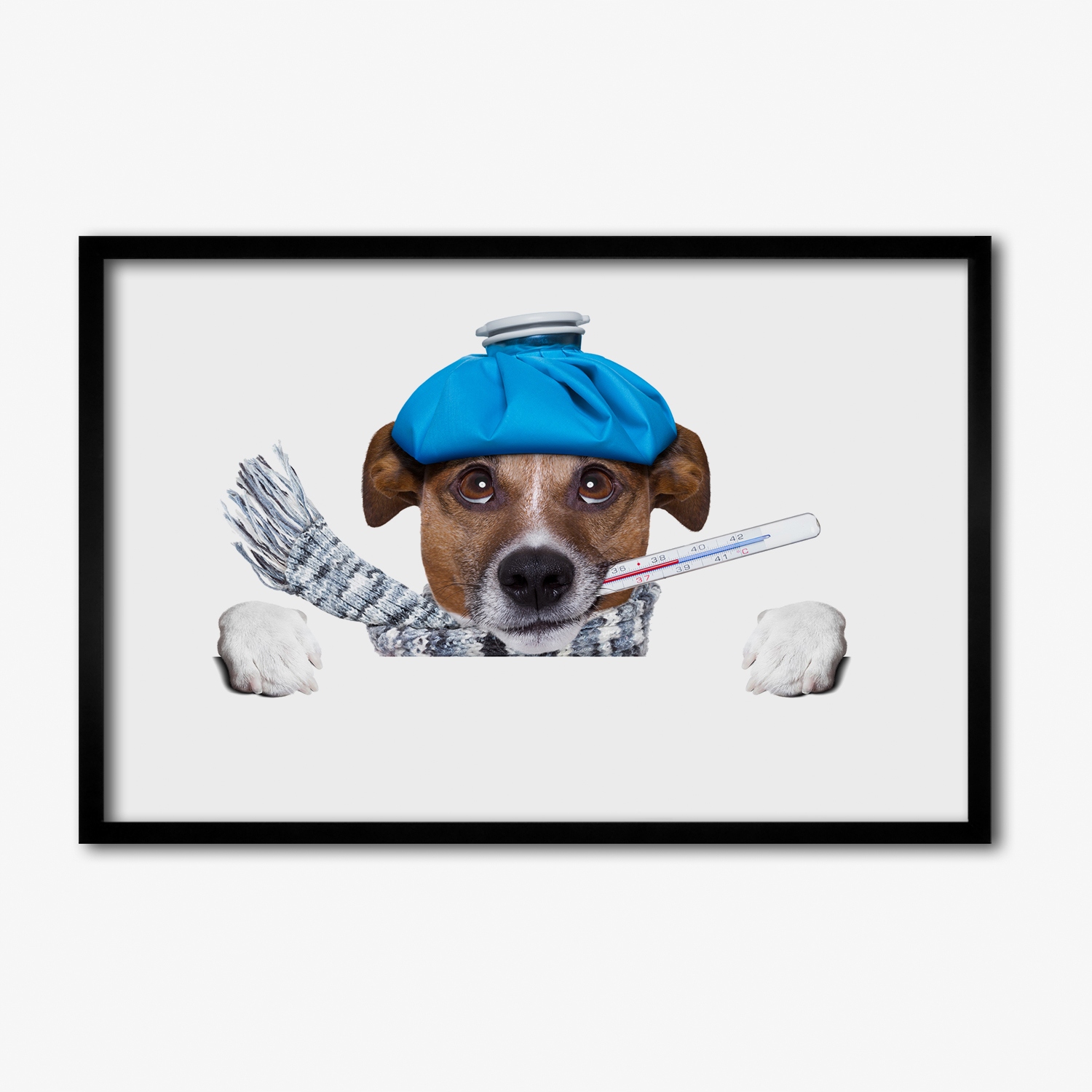 Foto grafika na zeď do obývacího pokoje Nemocný pes 60x40