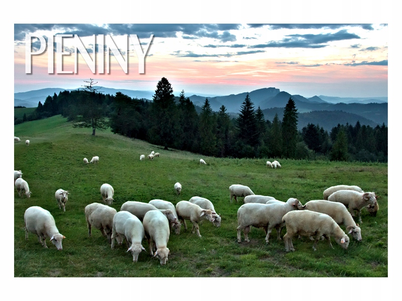 

Pieniny - Owieczki - Stado - Magnes na lodówkę