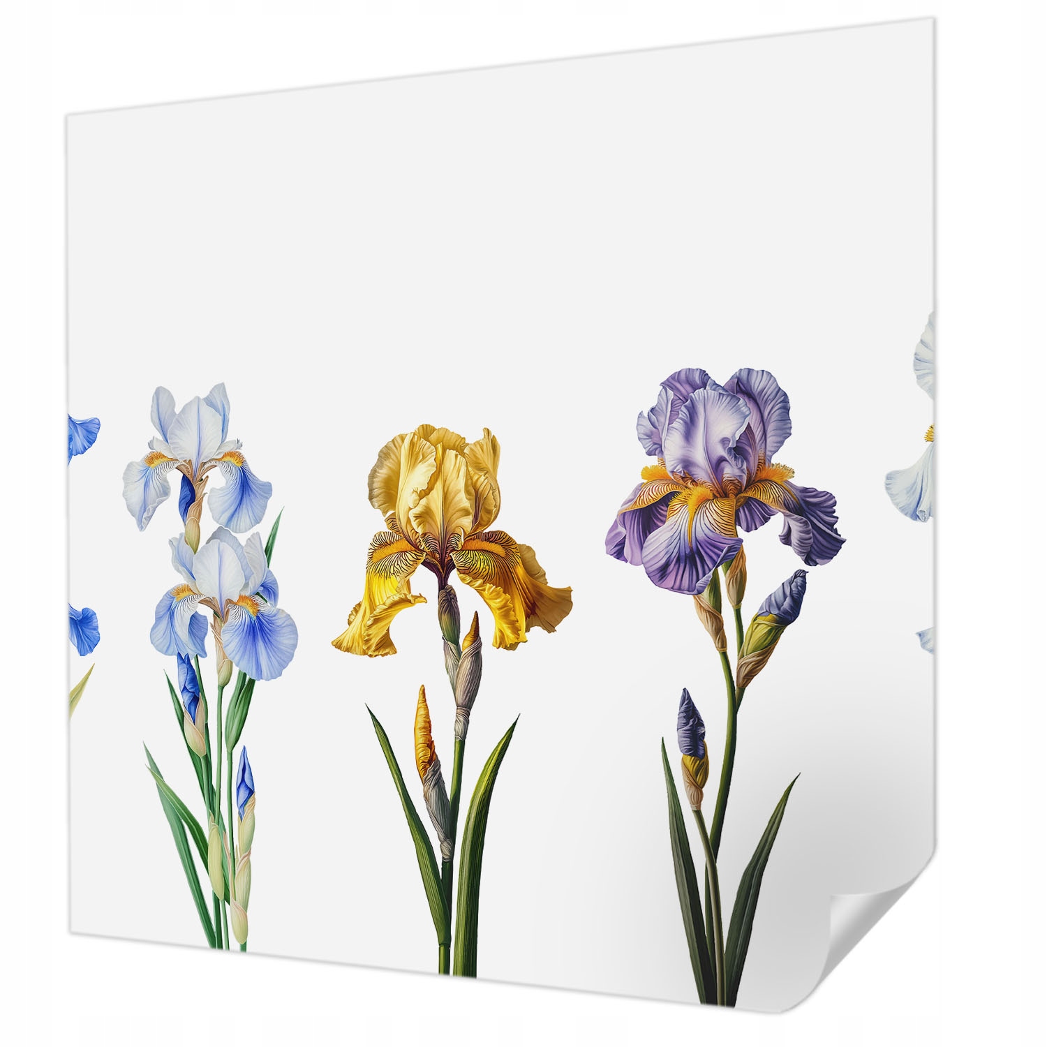 Fototapeta Samolepicí Trvalá Nástěnná Dekorace Květiny Irisů 250x250 cm