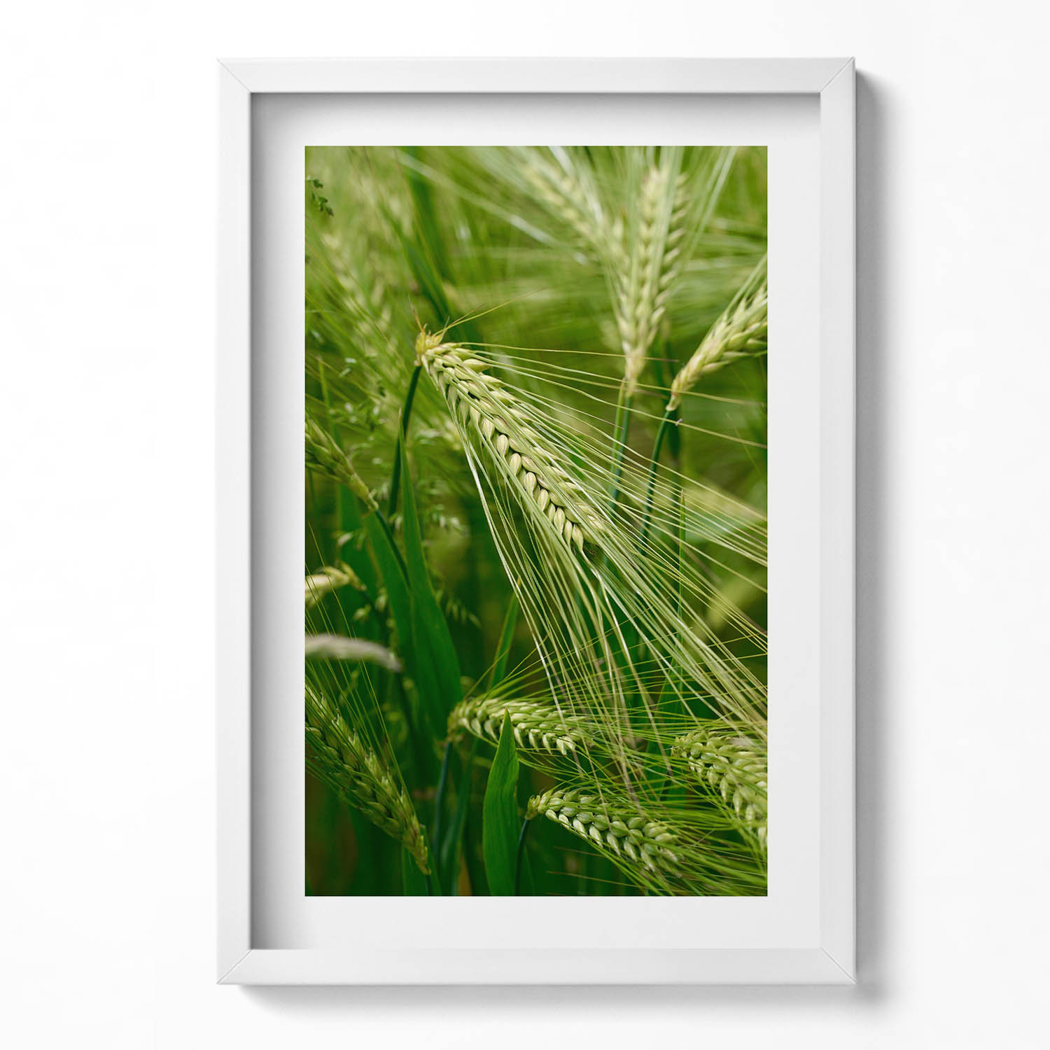 Dekorativní nástěnný obraz s bílým rámem a loftovou grafikou Klasy trávy v létě 40x60 cm