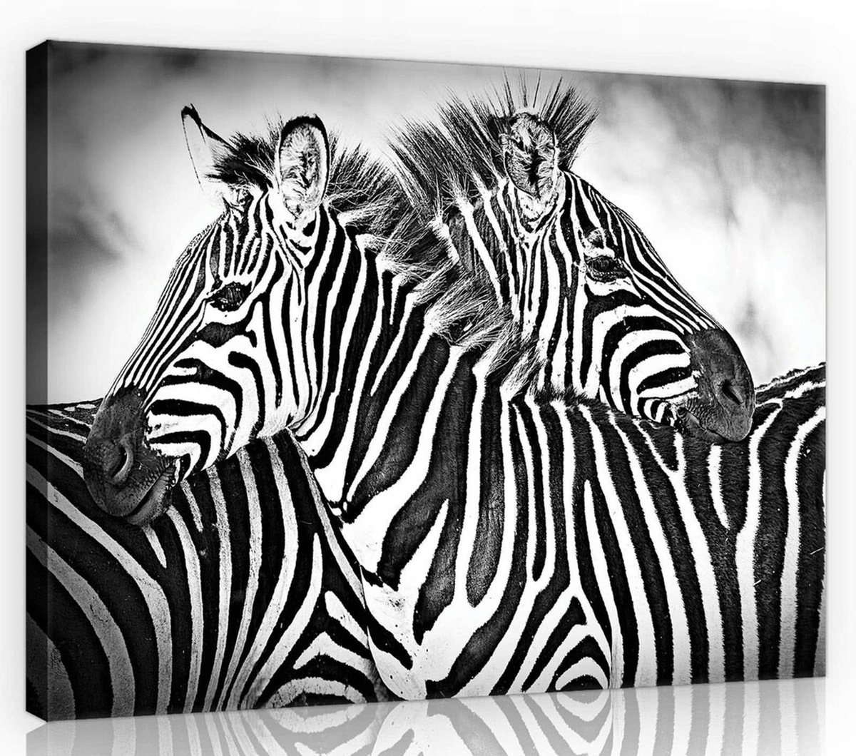 Obraz Na Plátně Canvas 100x75 Zebra Zebry B&w