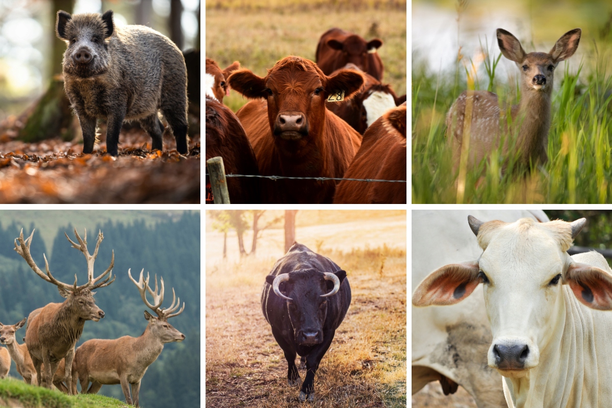 GOTOWY PASTUCH ELEKTRYZATOR NA DZIKI DZIKA DRUT ELEKTRYZATOR PALIKI ZESTAW Kod producenta D9