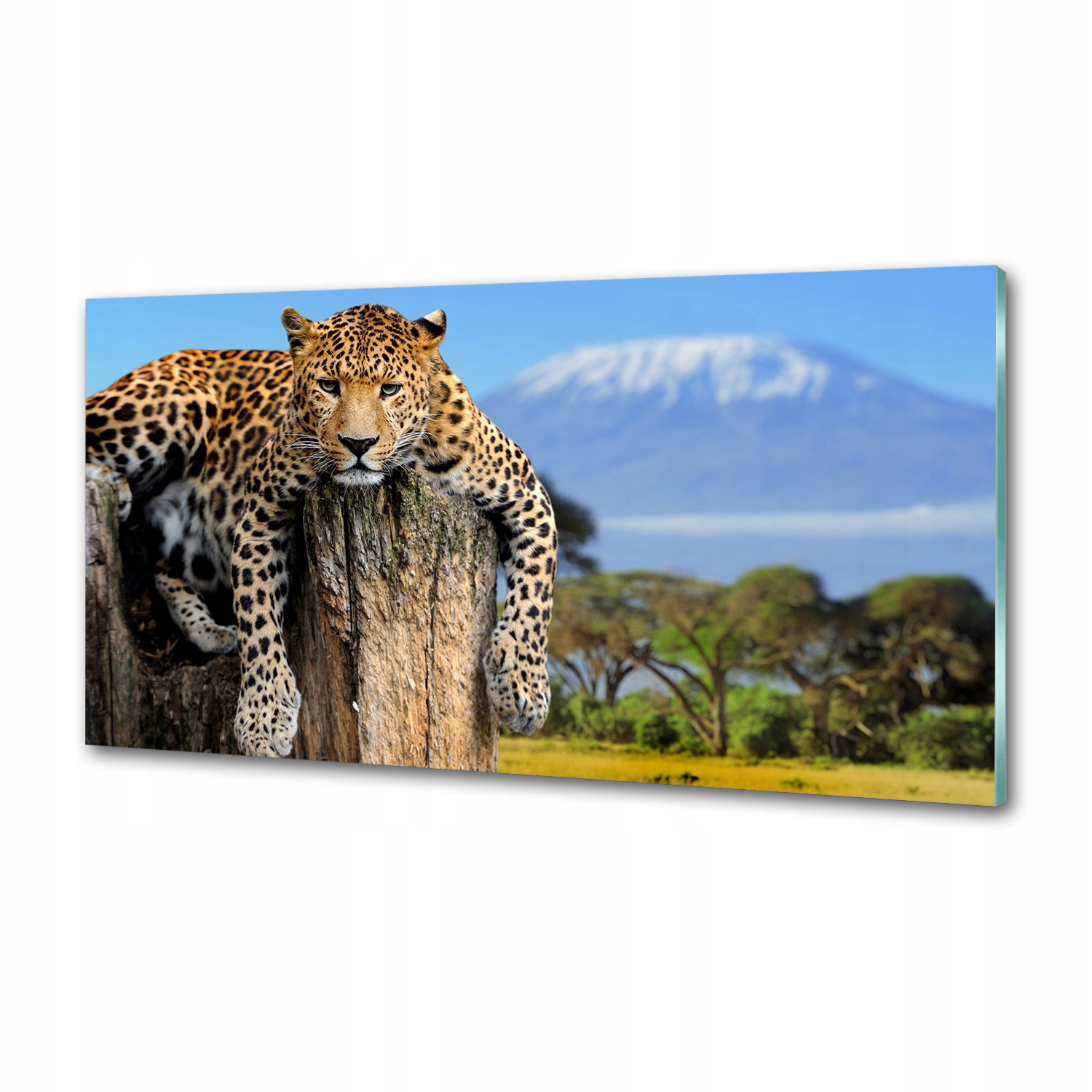 Kuchyňský panel Leopard na kmeni 120x60 cm Lepidlo